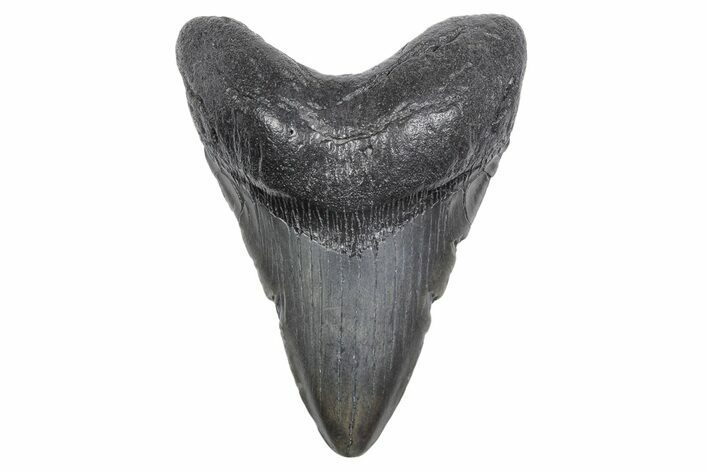 Fossil Megalodon Tooth - South Carolina #358969